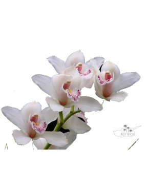 Cymbitium Orchids