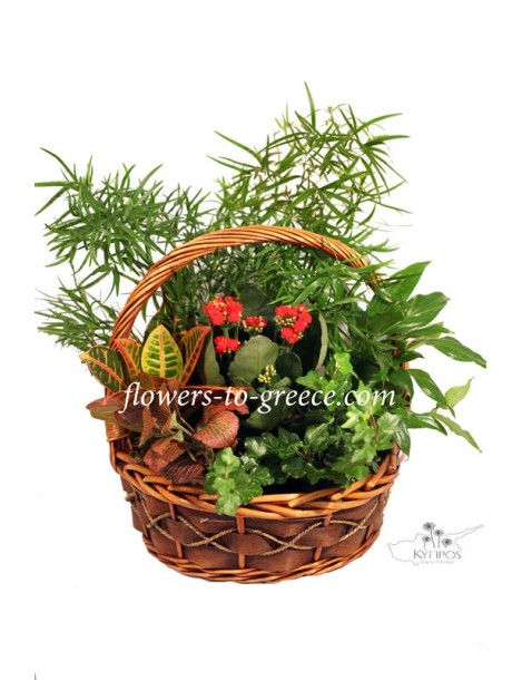 Plant basket