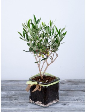 OLIVE TREE IN A GLASS POT